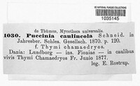Puccinia caulicola image